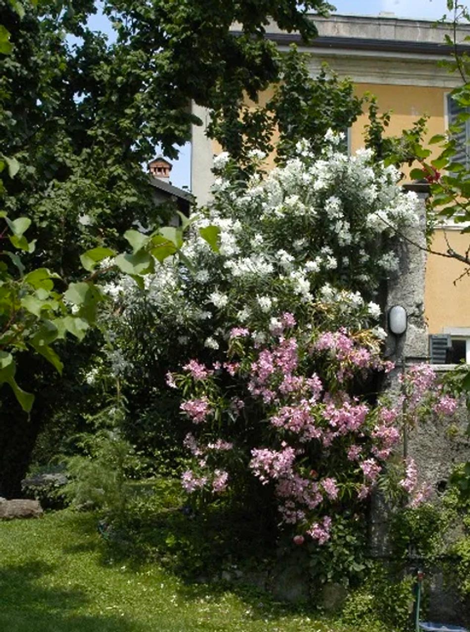 villa-bellingardi-eupilio-garden-shrubs