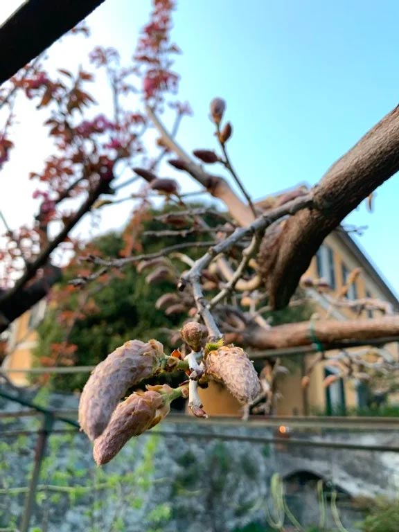 villa-bellingardi-eupilio-garden-wisteria